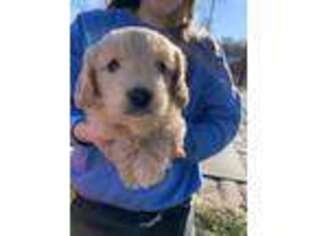 Goldendoodle Puppy for sale in Solon, IA, USA