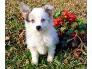Miniature Australian Shepherd Puppy for sale in Clarksville, TX, USA