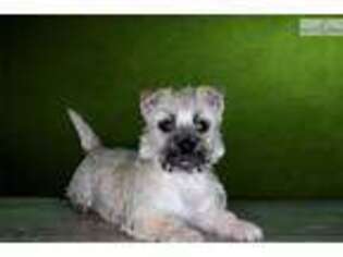 Cairn Terrier Puppy for sale in Saint George, UT, USA