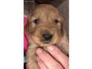 Golden Retriever Puppy for sale in Albion, PA, USA