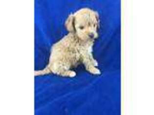 Goldendoodle Puppy for sale in Athens, WI, USA