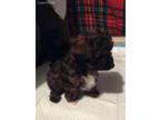 Mutt Puppy for sale in Wayne, OH, USA