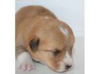 Pembroke Welsh Corgi Puppy for sale in Edgemont, SD, USA