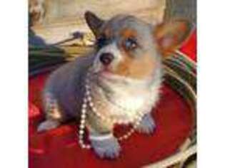 Pembroke Welsh Corgi Puppy for sale in Wister, OK, USA
