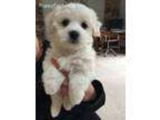 Coton de Tulear Puppy for sale in Brecksville, OH, USA