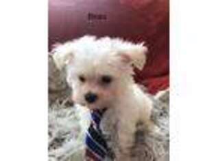 Maltese Puppy for sale in Jerome, MI, USA