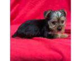 Yorkshire Terrier Puppy for sale in Maxton, NC, USA