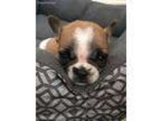French Bulldog Puppy for sale in Antioch, IL, USA