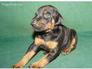 Doberman Pinscher Puppy for sale in Brinkley, AR, USA
