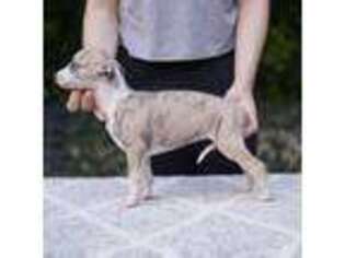 Whippet Puppy for sale in Marietta, GA, USA