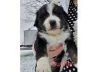 Bernese Mountain Dog Puppy for sale in Shippensburg, PA, USA
