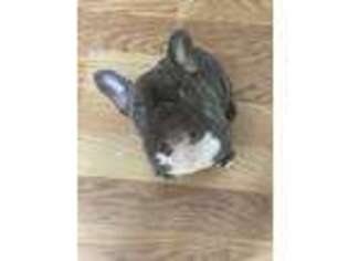 French Bulldog Puppy for sale in Maiden, NC, USA