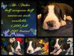 Great Dane Puppy for sale in EATON RAPIDS, MI, USA