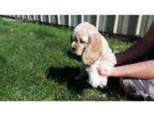 Cocker Spaniel Puppy for sale in New Plymouth, ID, USA