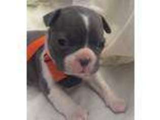 Boston Terrier Puppy for sale in Pinon Hills, CA, USA