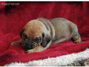 Puggle Puppy for sale in Bethel, PA, USA
