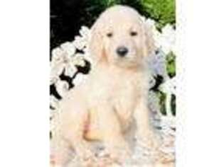 Goldendoodle Puppy for sale in Jefferson, GA, USA