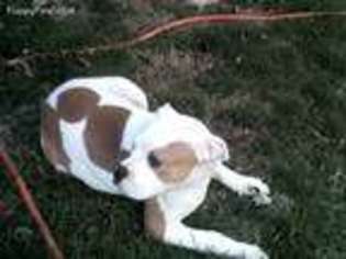 American Bulldog Puppy for sale in Columbia, MO, USA