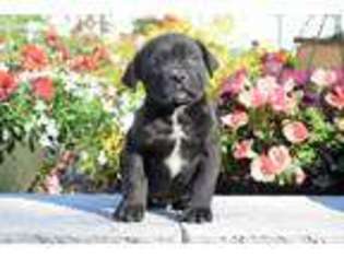 Boerboel Puppy for sale in Allenwood, PA, USA