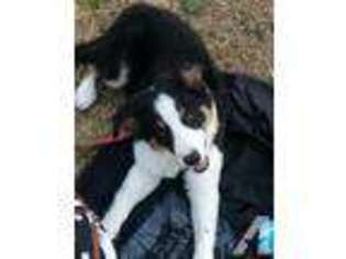 Border Collie Puppy for sale in PORTSMOUTH, VA, USA