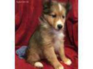 Shetland Sheepdog Puppy for sale in Hempstead, TX, USA