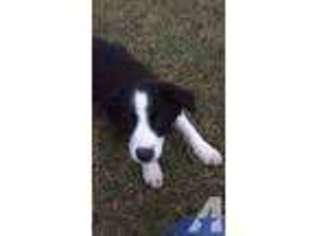 Border Collie Puppy for sale in NASHVILLE, AR, USA