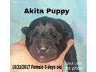 Akita Puppy for sale in Mount Hope, WV, USA