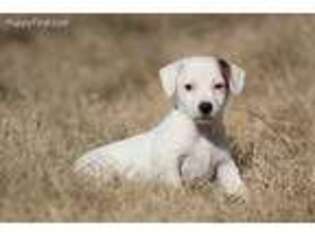Jack Russell Terrier Puppy for sale in Yale, OK, USA