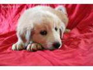 Tibetan Mastiff Puppy for sale in Pearce, AZ, USA