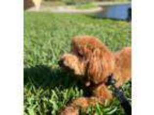 Labradoodle Puppy for sale in Bonita Springs, FL, USA