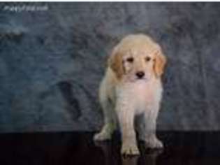 Goldendoodle Puppy for sale in Fair Play, SC, USA