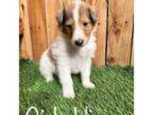 Collie Puppy for sale in Henderson, NV, USA