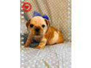 Bulldog Puppy for sale in Williamsburg, KY, USA