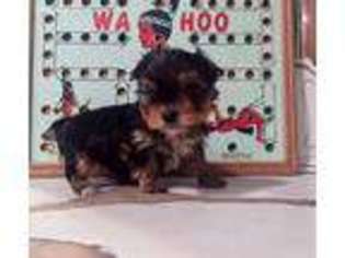 Yorkshire Terrier Puppy for sale in Choctaw, OK, USA