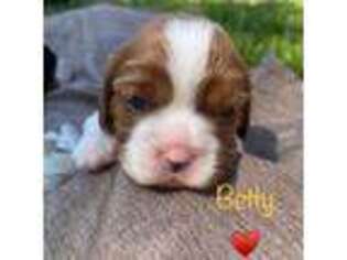 Cavalier King Charles Spaniel Puppy for sale in Galt, CA, USA