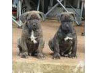 Cane Corso Puppy for sale in COTTAGE GROVE, OR, USA