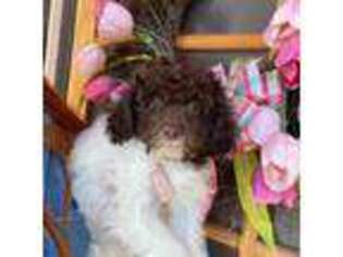 Lagotto Romagnolo Puppy for sale in Yuba City, CA, USA
