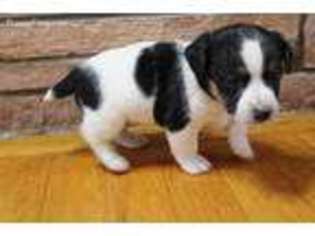 Jack Russell Terrier Puppy for sale in Olathe, CO, USA