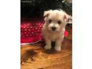 Havanese Puppy for sale in Stephenville, TX, USA