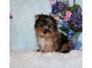 Yorkshire Terrier Puppy for sale in Angie, LA, USA