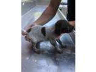 German Shorthaired Pointer Puppy for sale in Dobson, NC, USA