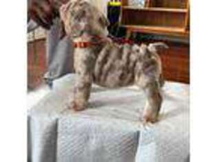 Bulldog Puppy for sale in Manvel, TX, USA