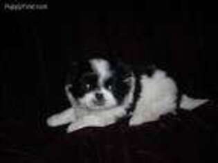 Mutt Puppy for sale in Daleville, AL, USA
