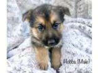 German Shepherd Dog Puppy for sale in Kalona, IA, USA