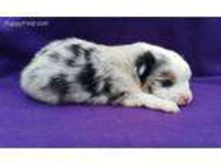 Miniature Australian Shepherd Puppy for sale in Alpine, AL, USA