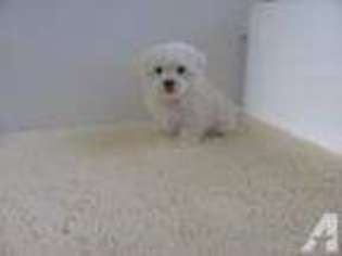 Maltese Puppy for sale in NIANGUA, MO, USA