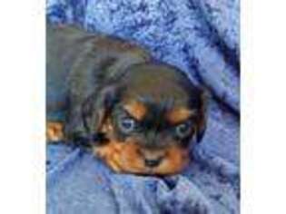 Cavalier King Charles Spaniel Puppy for sale in Delta, CO, USA