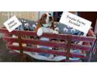 Basset Hound Puppy for sale in Payneville, KY, USA
