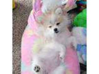 Pomeranian Puppy for sale in Owatonna, MN, USA
