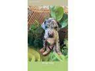 Great Dane Puppy for sale in Braselton, GA, USA